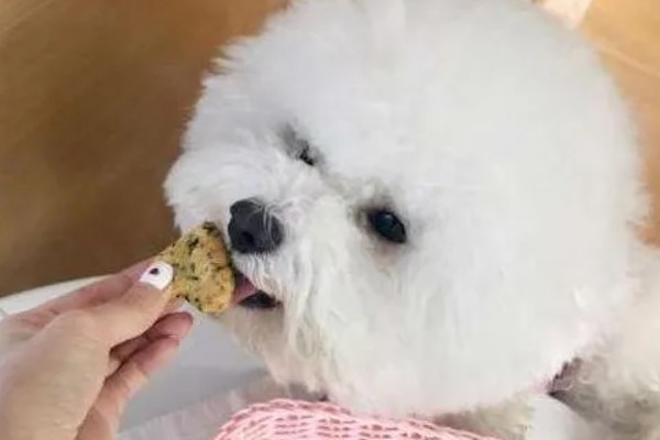 训练卷毛比熊犬上厕所的方法,当它想上厕所时要引导至正确的地点