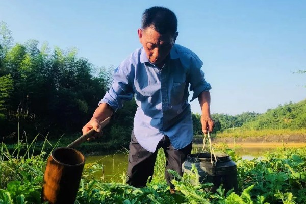 西瓜苗浇水以后为什么容易死，浇水会出现沤根现象