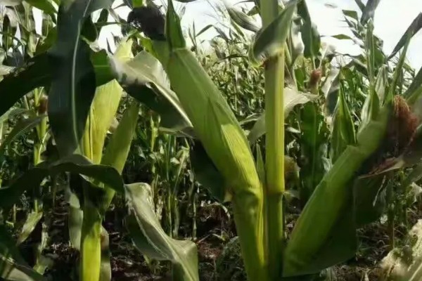 中邦6号玉米种简介,出苗至成熟122天