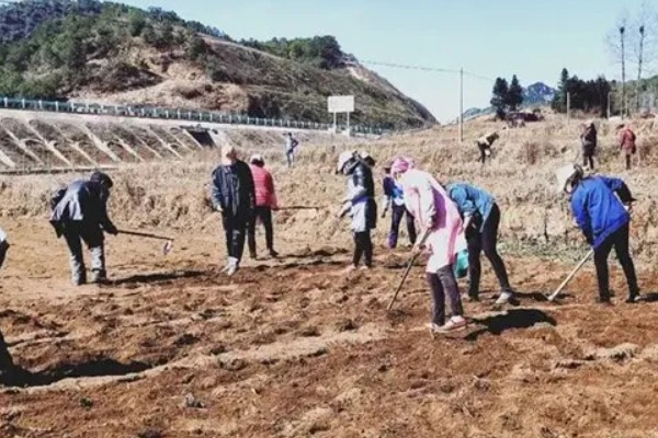 八棱瓜的种植方法，浸种后每穴播种两粒