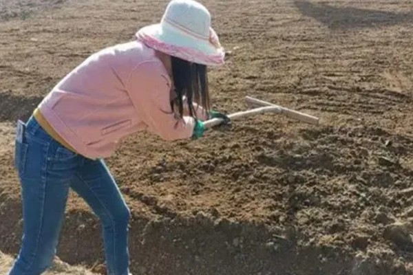 八棱瓜的种植方法，浸种后每穴播种两粒