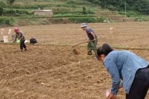 八棱瓜的种植方法，浸种后每穴播种两粒