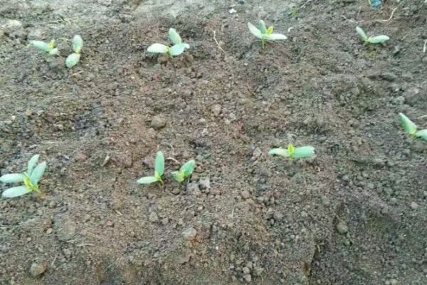 八棱瓜的种植方法，浸种后每穴播种两粒