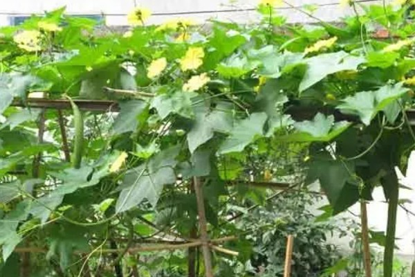 八棱瓜的种植方法，浸种后每穴播种两粒