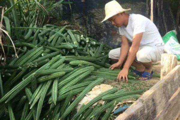 八棱瓜的种植方法，浸种后每穴播种两粒