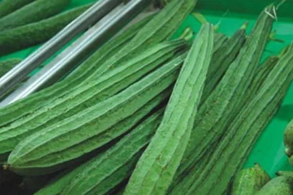 八棱瓜的种植方法，浸种后每穴播种两粒