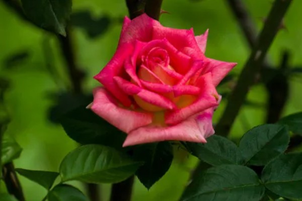 大连的市花是什么，月季花属于大连市花