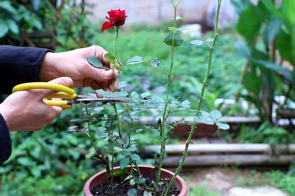 大连的市花是什么，月季花属于大连市花