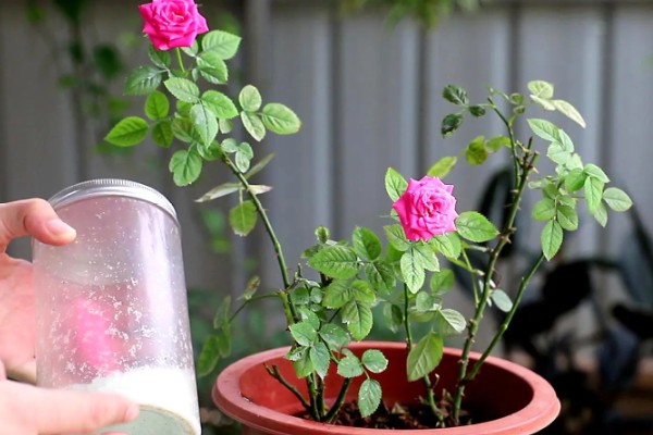 大连的市花是什么，月季花属于大连市花