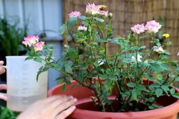大连的市花是什么，月季花属于大连市花