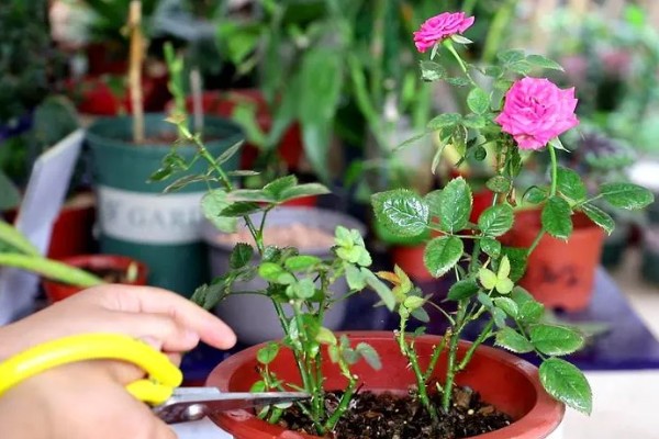大连的市花是什么，月季花属于大连市花