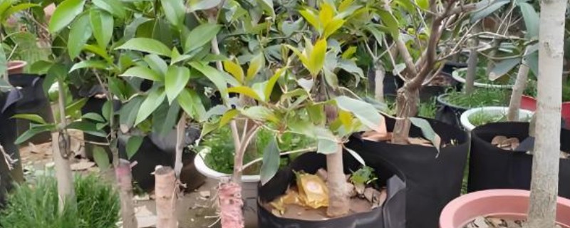 桂花树的嫁接方法，选择生长2-3年的枝条作为接穗