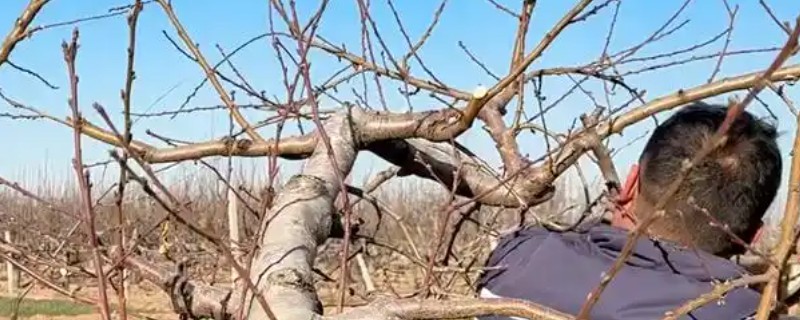 核桃树的剪枝时间,通常在果实采收后至落叶前