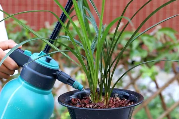 墨兰叶片发黑的原因，可能是浇水过多所致