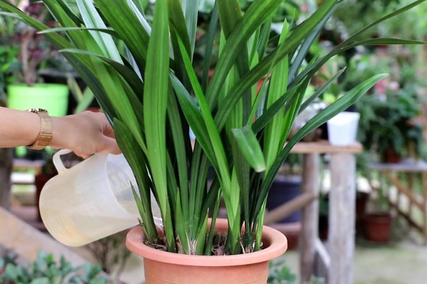 墨兰叶片发黑的原因，可能是浇水过多所致