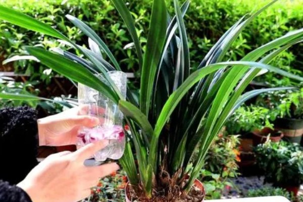 墨兰叶片发黑的原因，可能是浇水过多所致