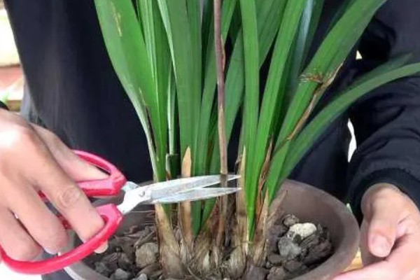 墨兰叶片发黑的原因，可能是浇水过多所致