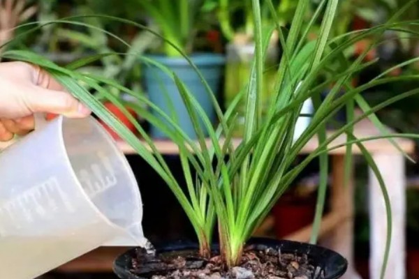 墨兰叶片发黑的原因，可能是浇水过多所致