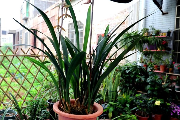 墨兰叶片发黑的原因，可能是浇水过多所致