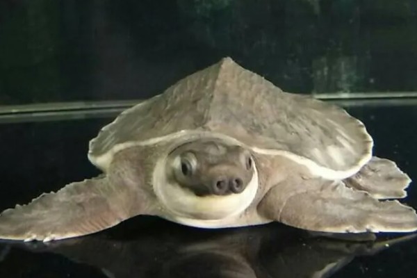 猪鼻龟是几级保护动物，不属于我国的保护动物