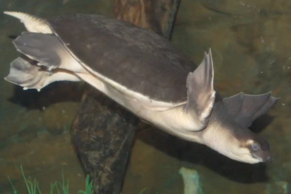 猪鼻龟是几级保护动物，不属于我国的保护动物