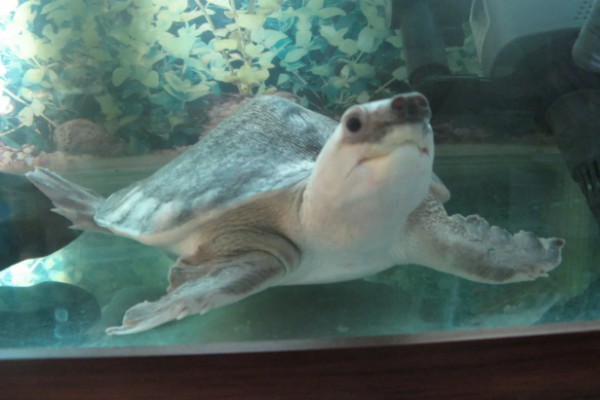 猪鼻龟是几级保护动物，不属于我国的保护动物