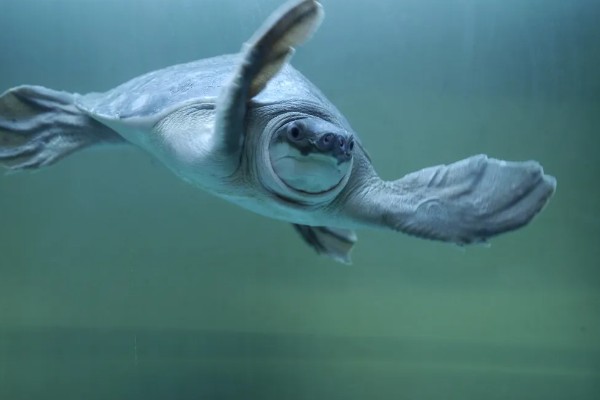 猪鼻龟是几级保护动物，不属于我国的保护动物