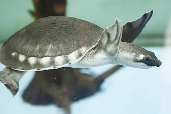 猪鼻龟是几级保护动物，不属于我国的保护动物