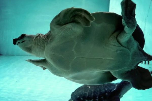 猪鼻龟是几级保护动物，不属于我国的保护动物