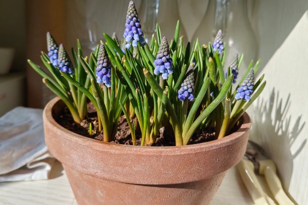 葡萄风信子如何施肥，秋季每隔15-30天施一次堆肥