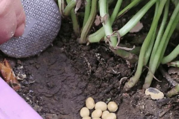 葡萄风信子如何施肥，秋季每隔15-30天施一次堆肥