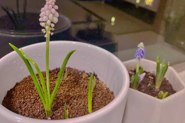 葡萄风信子如何施肥，秋季每隔15-30天施一次堆肥