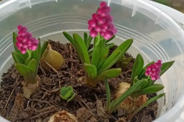 葡萄风信子如何施肥，秋季每隔15-30天施一次堆肥