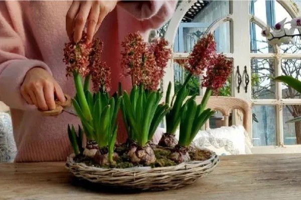 葡萄风信子如何施肥，秋季每隔15-30天施一次堆肥