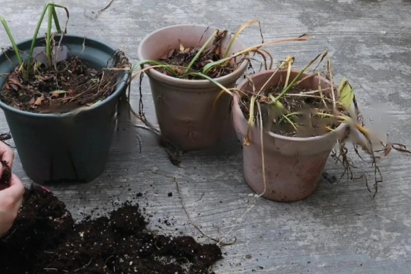 葡萄风信子如何施肥，秋季每隔15-30天施一次堆肥