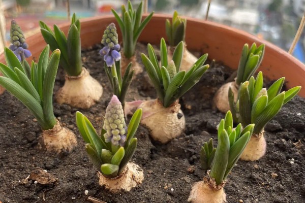 葡萄风信子如何施肥，秋季每隔15-30天施一次堆肥