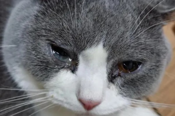 猫咪流眼泪的原因，可能是猫粮太油腻所致