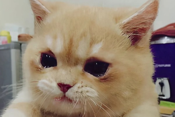 猫咪流眼泪的原因，可能是猫粮太油腻所致