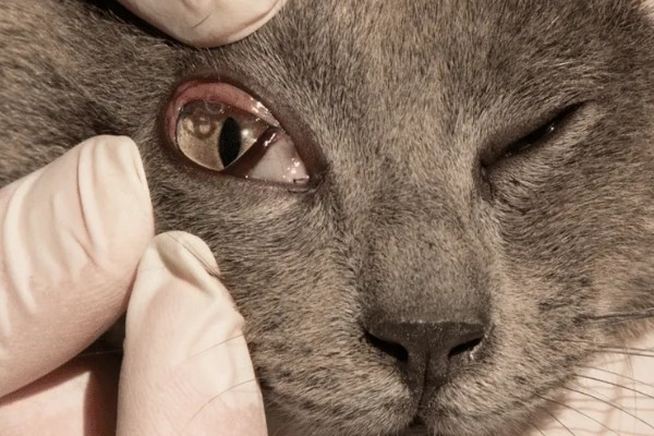 猫咪流眼泪的原因，可能是猫粮太油腻所致