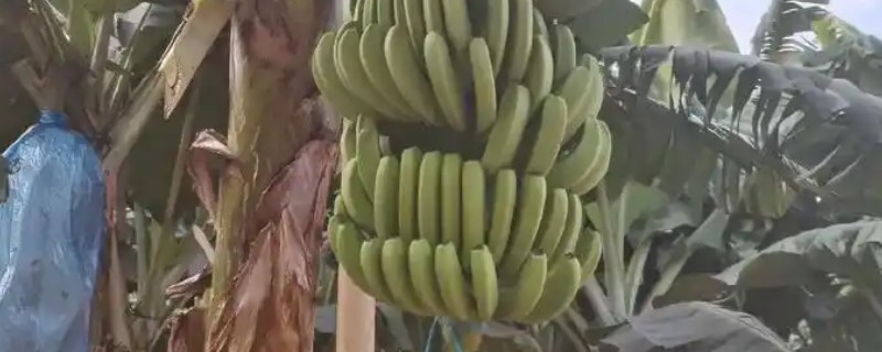 海南蕉为什么贵，主要是成本较高