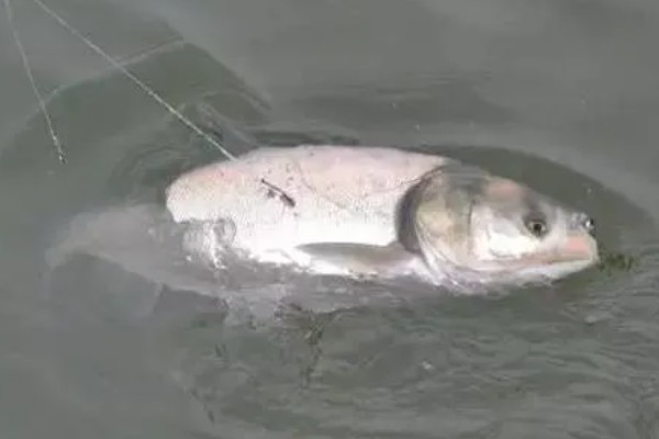 鲢鳙浮钓还是底钓，浮钓的方式比较合适