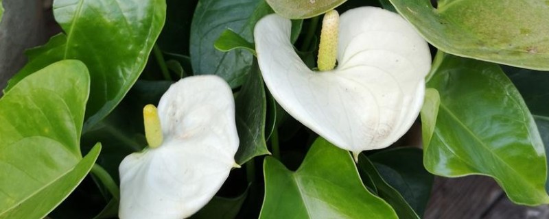 有哪些不喜光的室内盆栽花卉，有观赏凤梨、白掌等