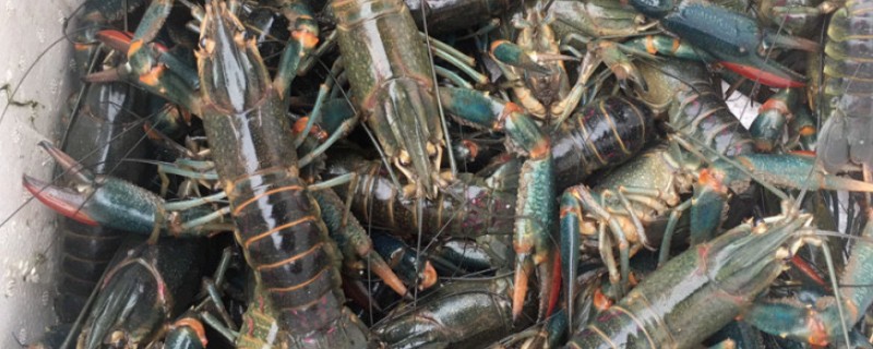 怎么养澳洲淡水小龙虾，每天投饵3-5次