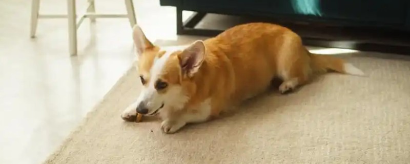 狗误食人吃的感冒药如何处理,可带去宠物医院让医生催吐