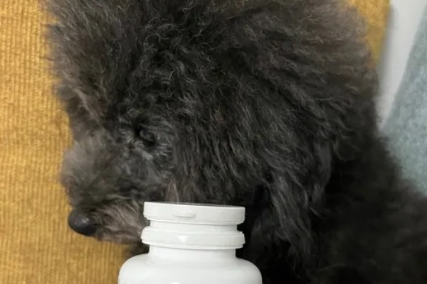 狗狗便秘如何解决，以下措施可酌情采取