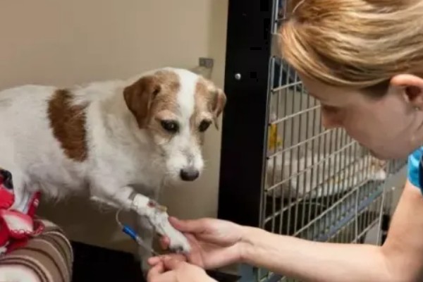 狗狗便秘如何解决，以下措施可酌情采取