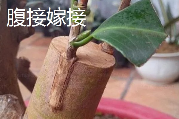 桂花树的嫁接方法，选择生长2-3年的枝条作为接穗