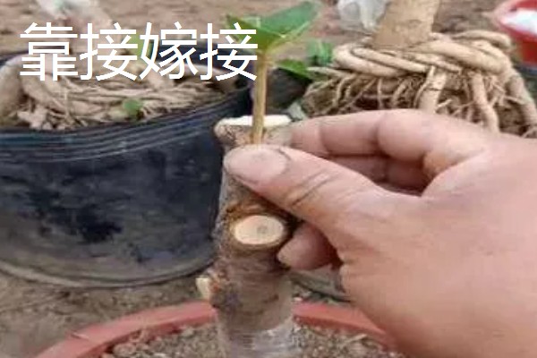 桂花树的嫁接方法，选择生长2-3年的枝条作为接穗