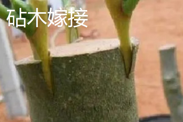 桂花树的嫁接方法，选择生长2-3年的枝条作为接穗