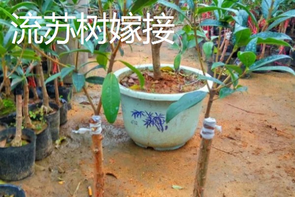 桂花树的嫁接方法，选择生长2-3年的枝条作为接穗